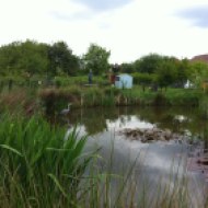 Wildlife pond at Framfield Allotments
