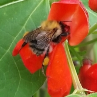 bee in red flower